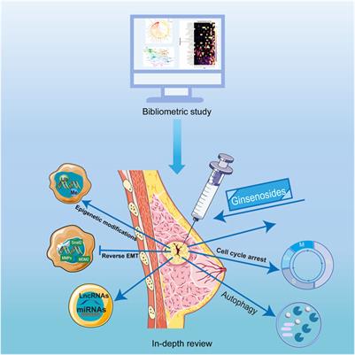 Updating the therapeutic role of ginsenosides in breast cancer: a bibliometrics study to an in-depth review